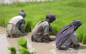 Fermiers afghan récoltant du riz