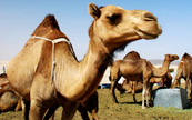 Chameau dans le dsert d'arabie