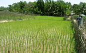 L'agriculture au Bangladesh