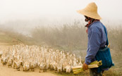 leveur de canards