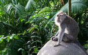 Fort tropicale de Bali