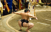 Combat de sumo