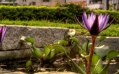 Une fleur dans Taipei